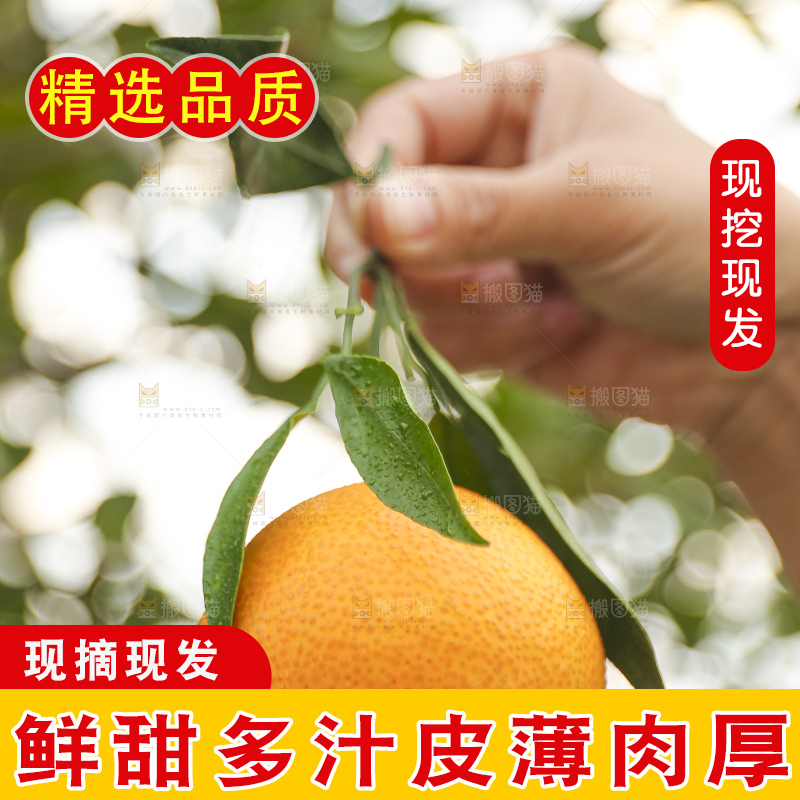 手里拿着爱媛果冻橙