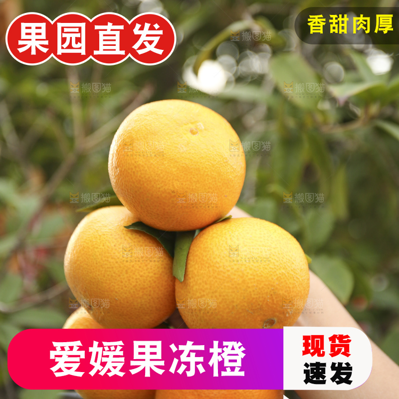 手里拿着爱媛果冻橙