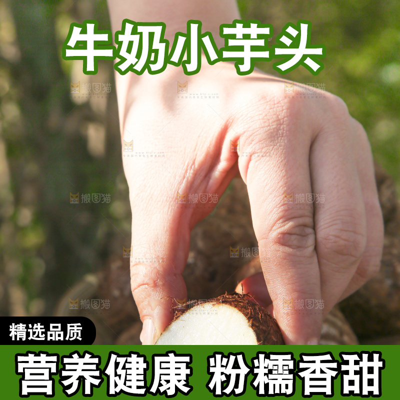 手里拿着新鲜小芋头