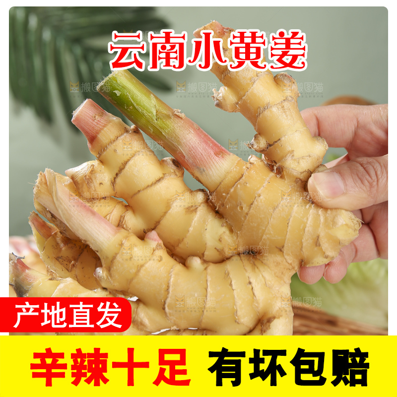 浅底上的小黄姜