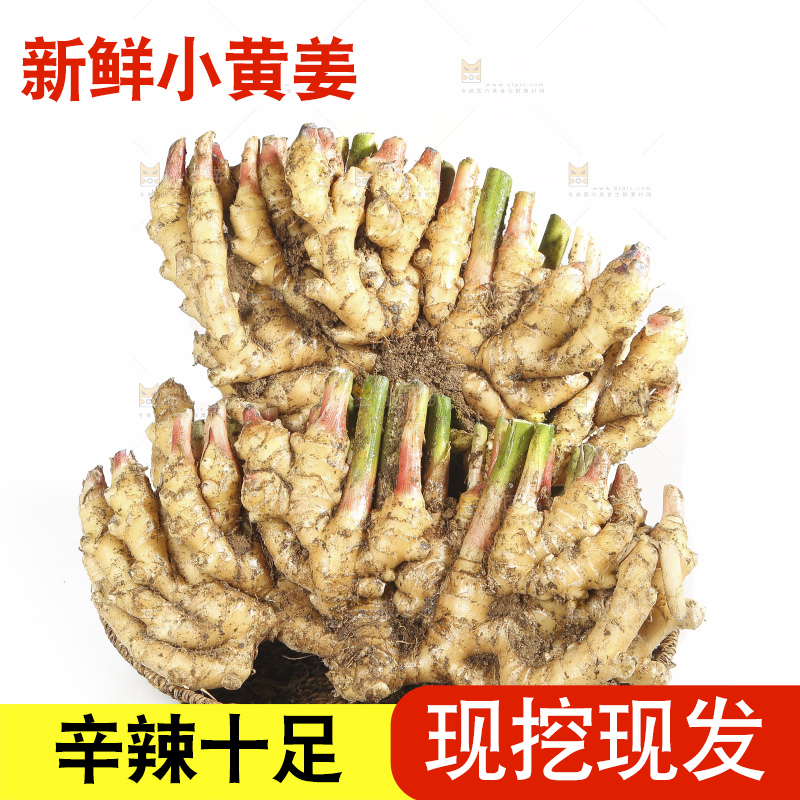 白底上的小黄姜