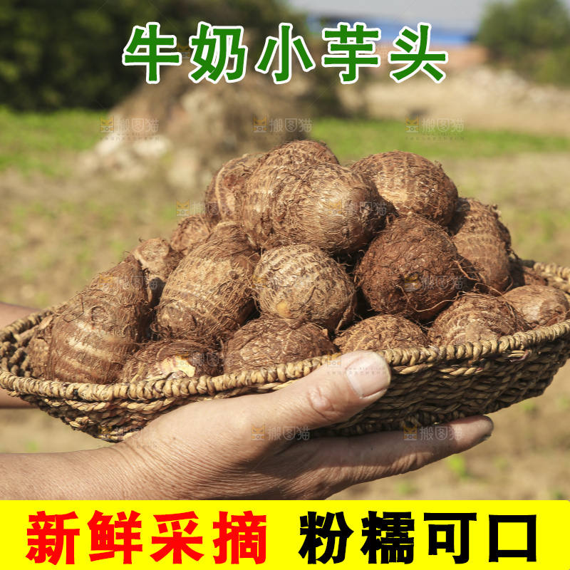 手里拿着新鲜小芋头