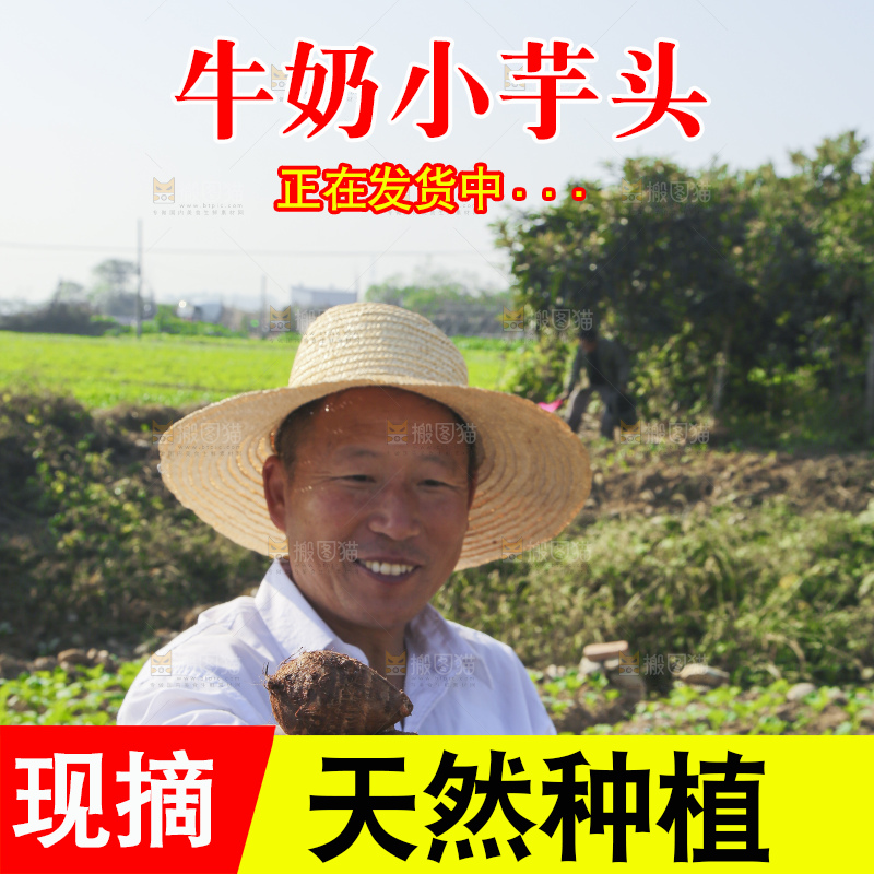 手里拿着新鲜小芋头