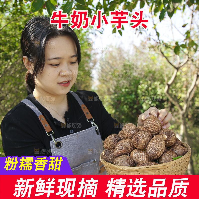 手里拿着新鲜小芋头