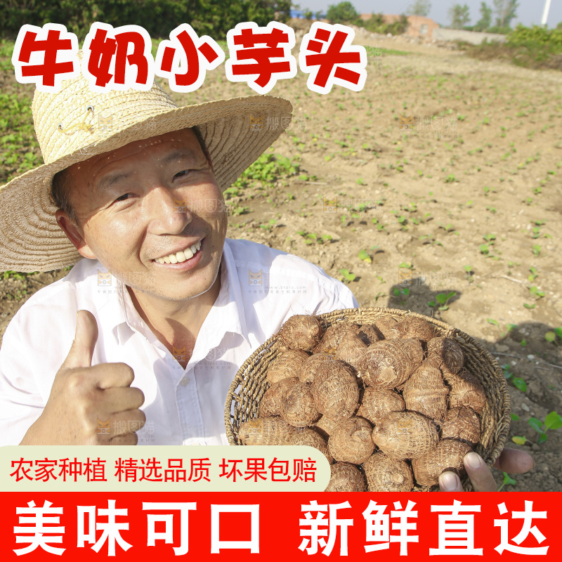 手里拿着新鲜小芋头