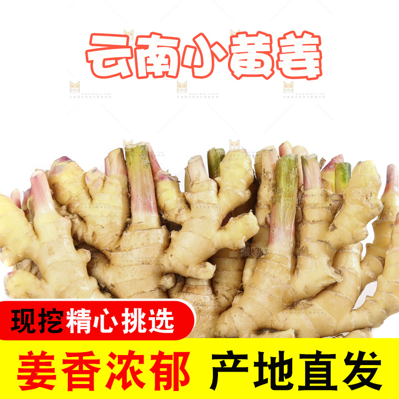 白底上的小黄姜