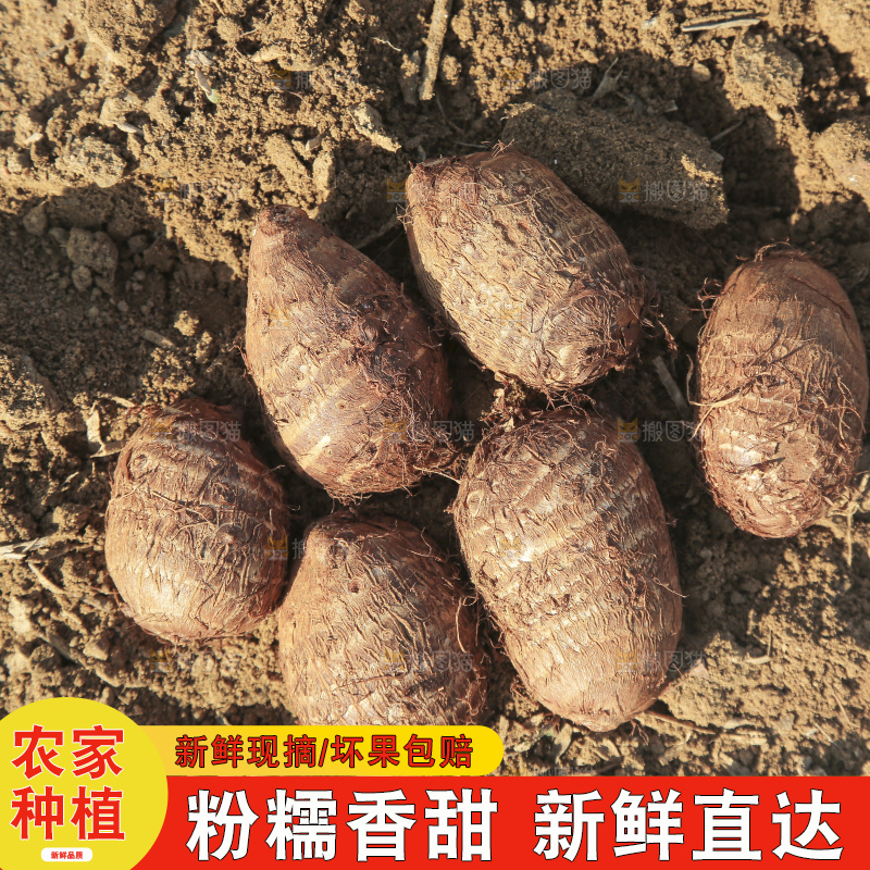 地里的新鲜小芋头
