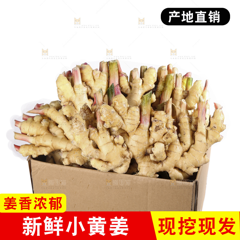 白底上的小黄姜