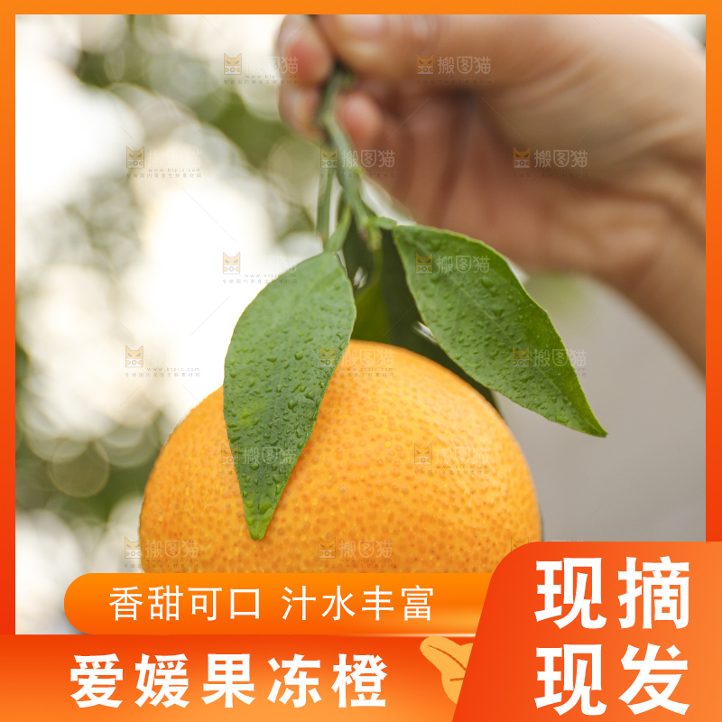 手里拿着爱媛果冻橙