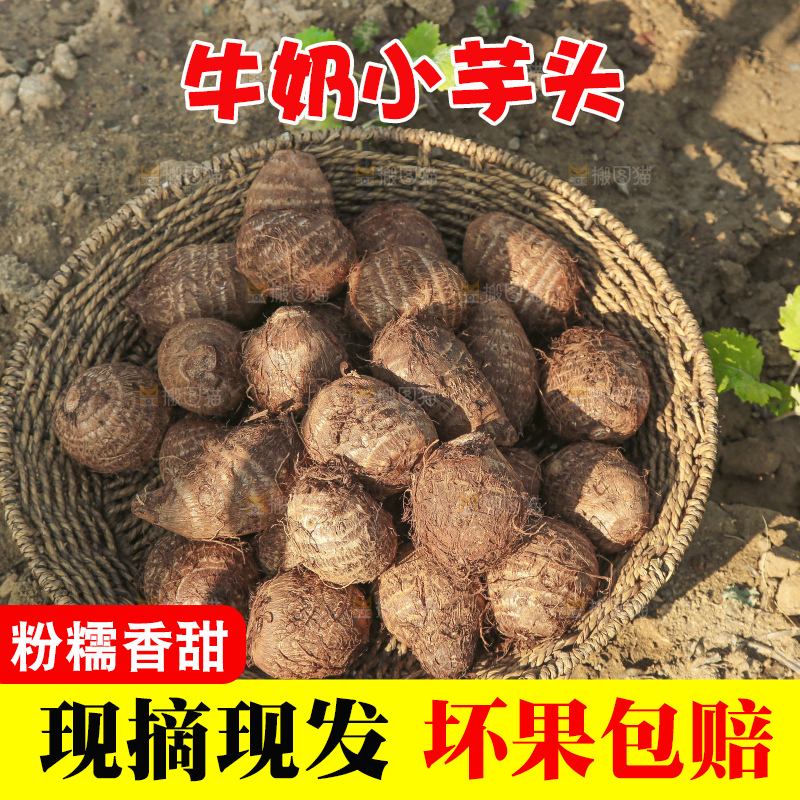 地里的新鲜小芋头