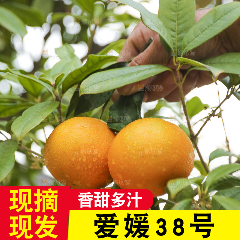 手里拿着爱媛果冻橙