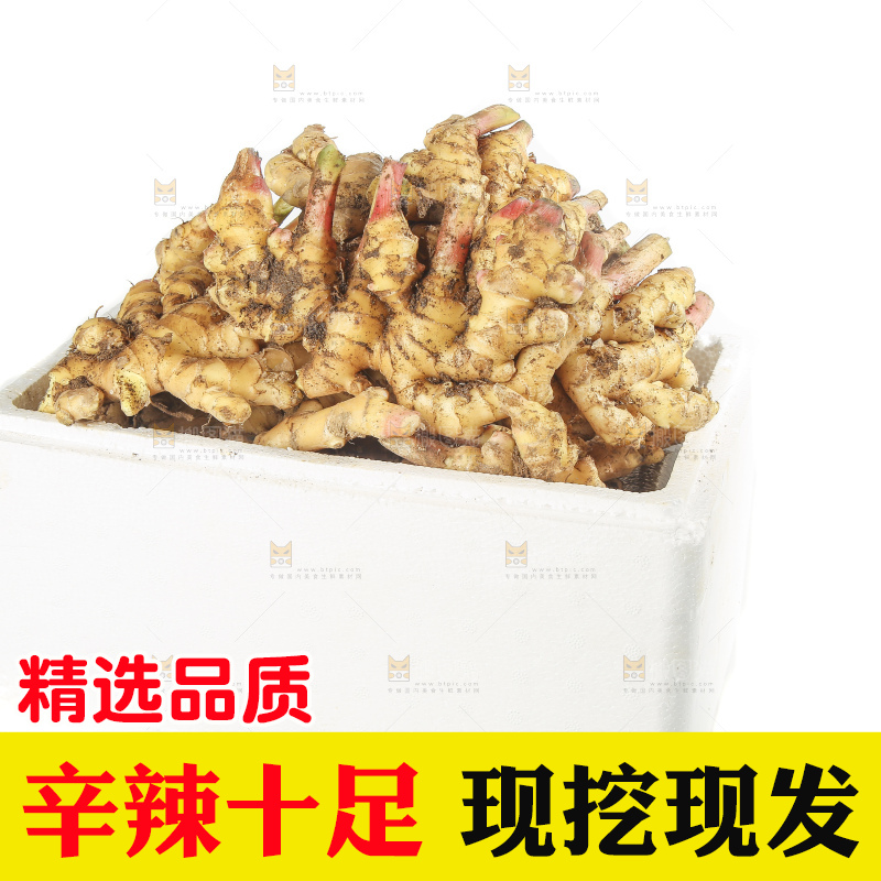 白底上的小黄姜