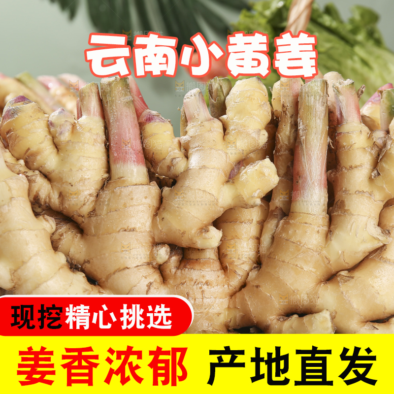 浅底上的小黄姜