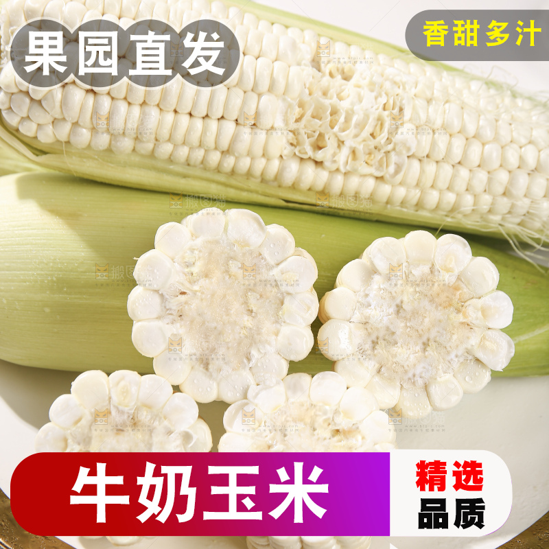 浅底上的牛奶玉米