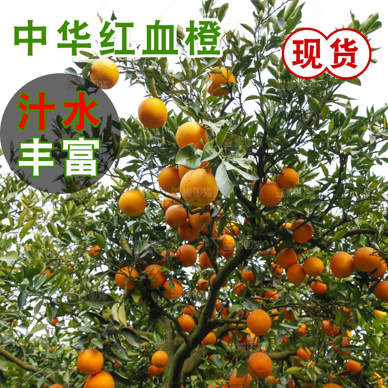 树上的中华红血橙