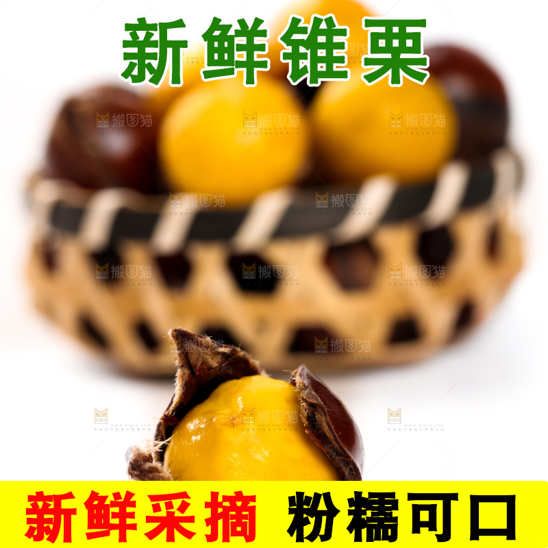 白底上的锥栗