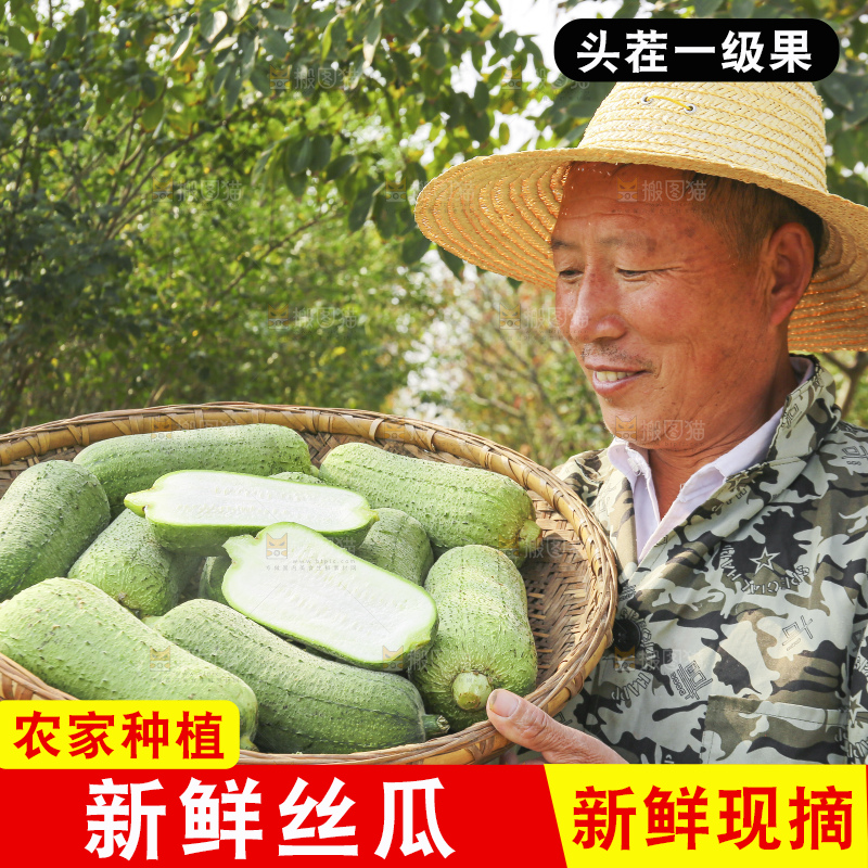手里拿着新鲜丝瓜