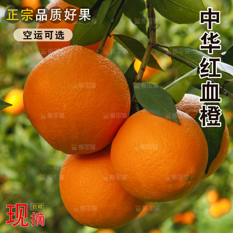 树上的中华红血橙