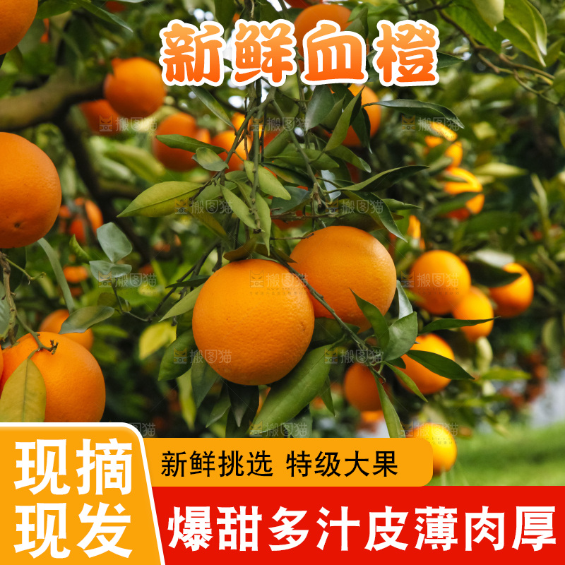 树上的中华红血橙