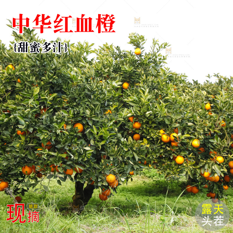 树上的中华红血橙