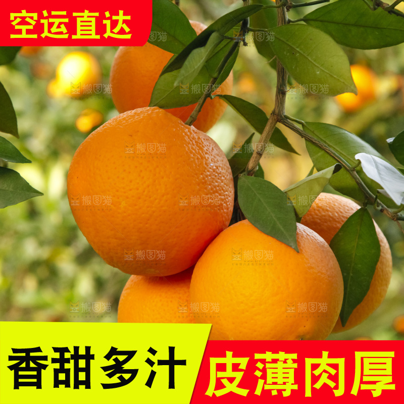 树上的中华红血橙