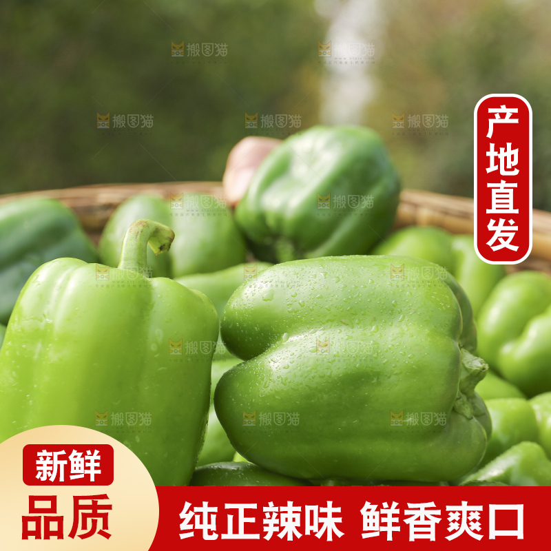 手里拿着新鲜青圆椒