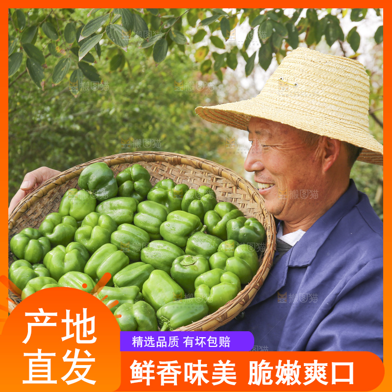 手里拿着新鲜青圆椒