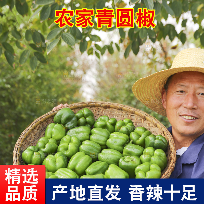 手里拿着新鲜青圆椒
