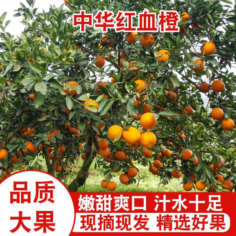 树上的中华红血橙