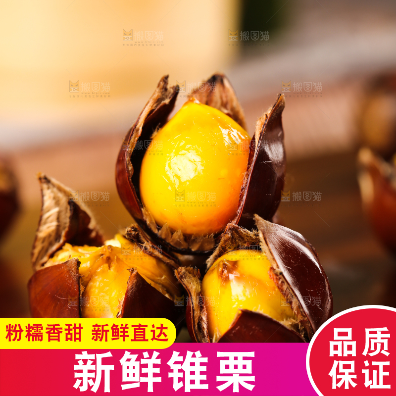 深底上的油锥栗