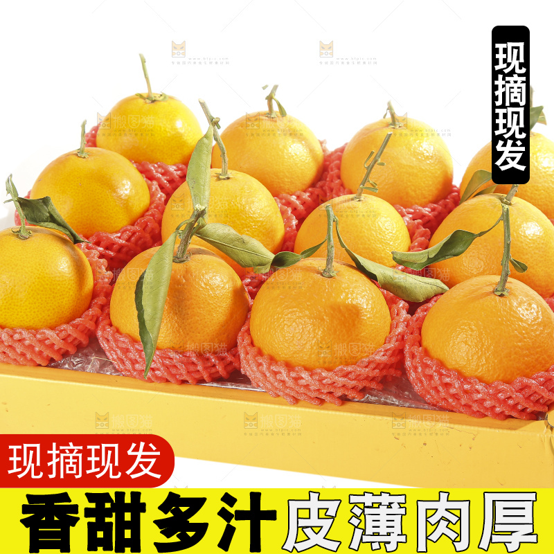 白底上的爱媛果冻橙