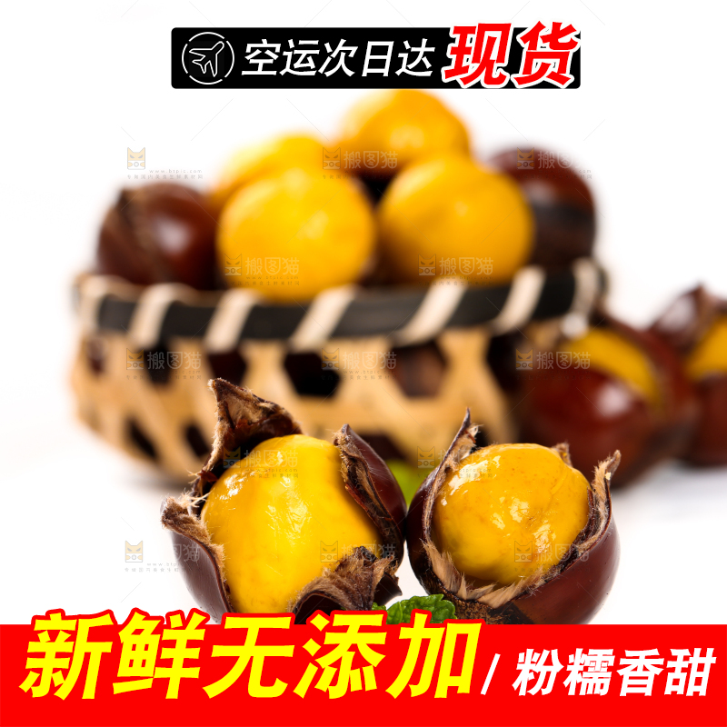 白底上的锥栗