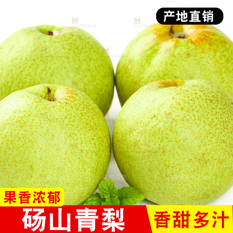 白底上的砀山梨