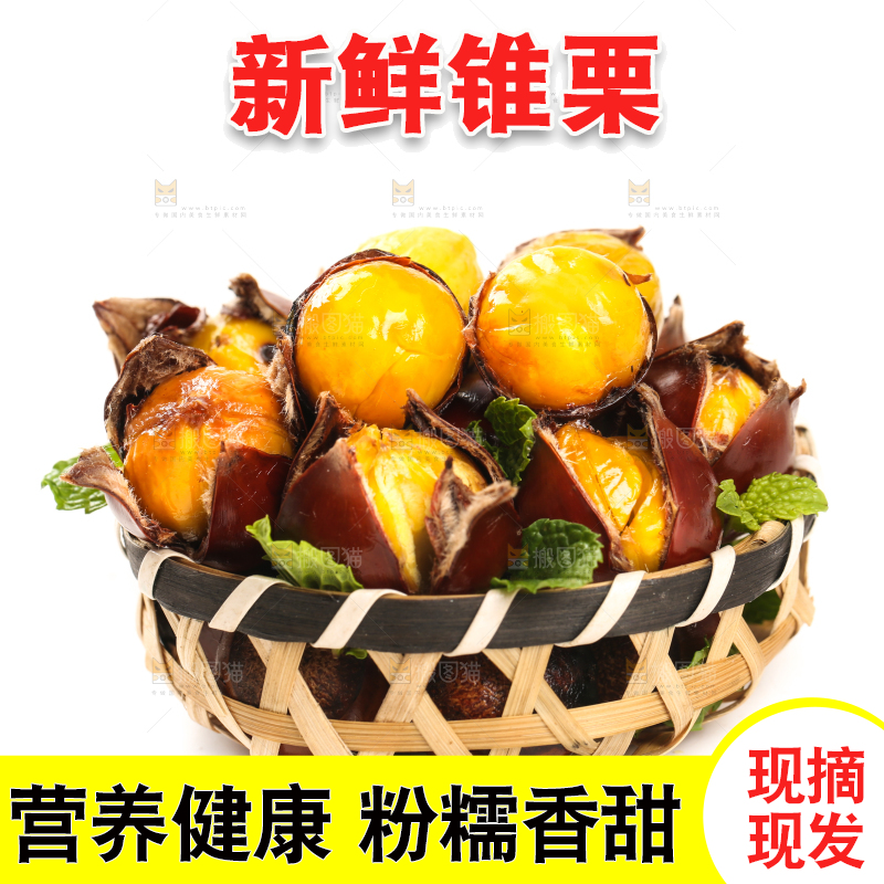 白底上的锥栗