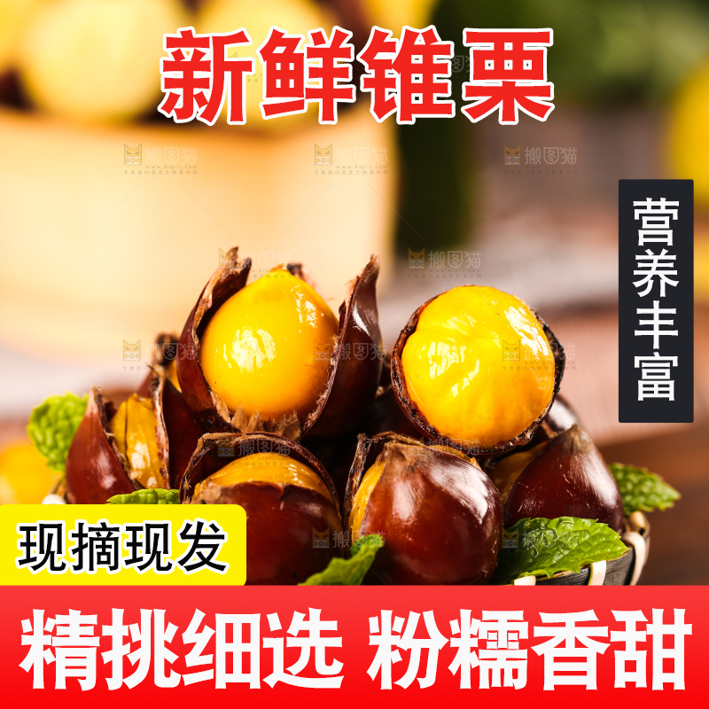 深底上的油锥栗
