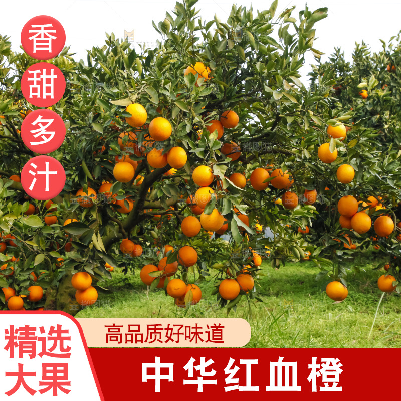 树上的中华红血橙