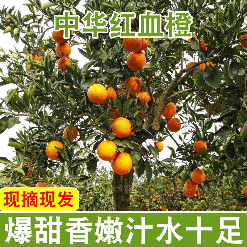 树上的中华红血橙