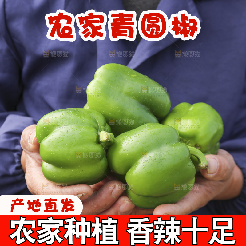 手里拿着新鲜青圆椒