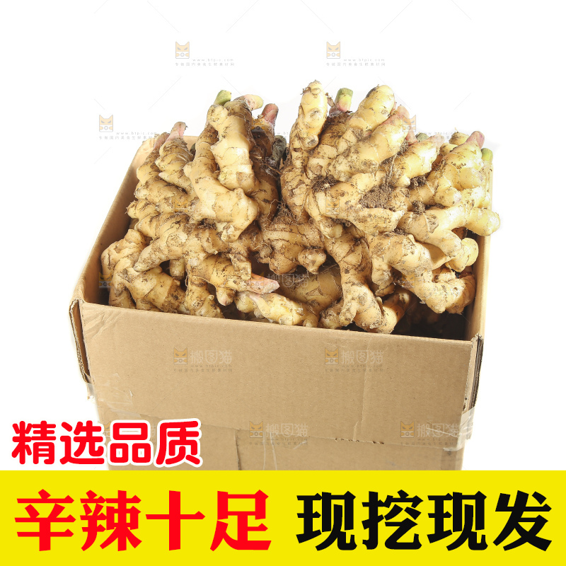 白底上的小黄姜