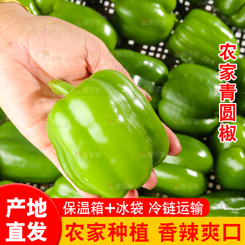 白底上的青圆椒