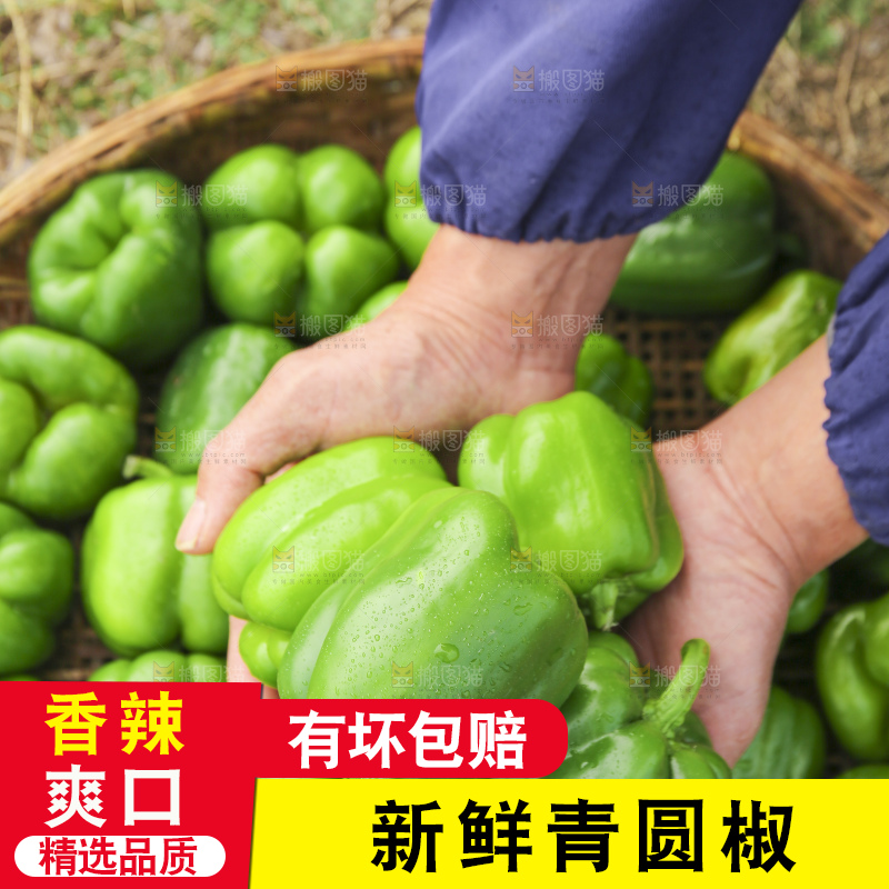 手里拿着新鲜青圆椒