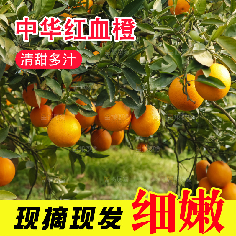 树上的中华红血橙