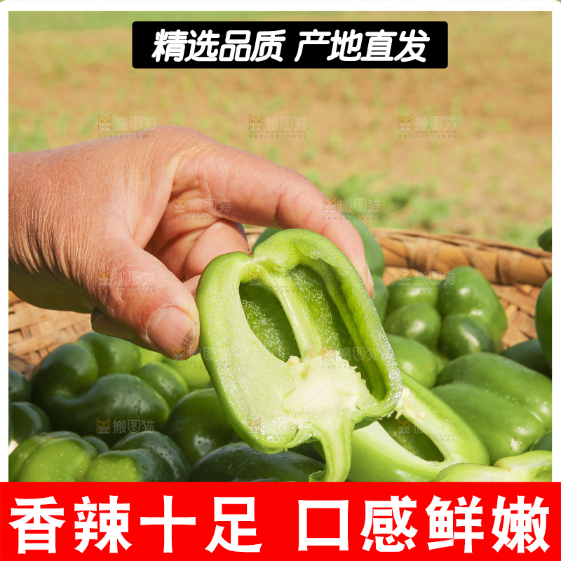 手里拿着新鲜青圆椒