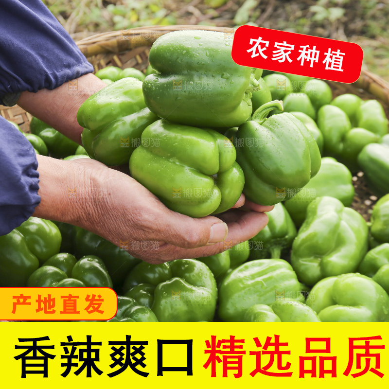 手里拿着新鲜青圆椒