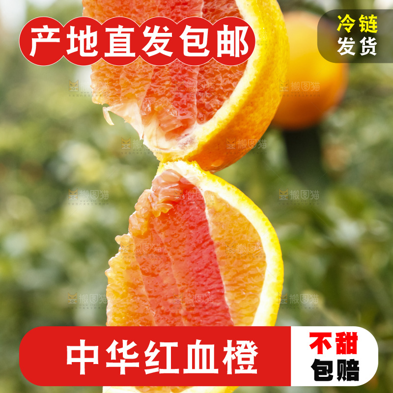 树上的中华红血橙