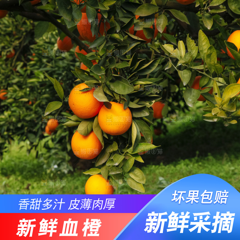 树上的中华红血橙