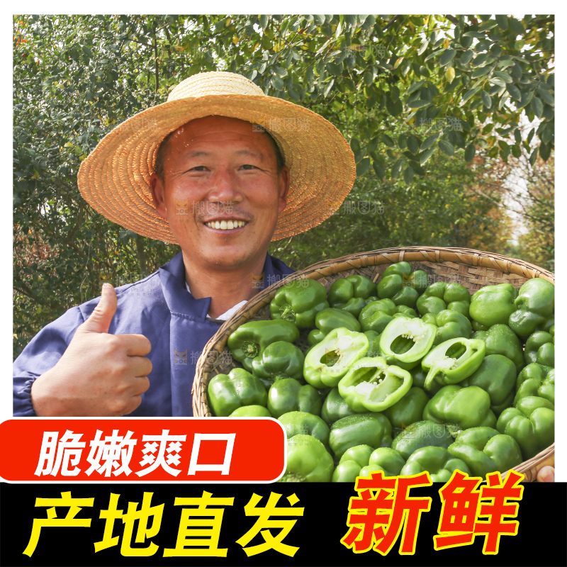 手里拿着新鲜青圆椒