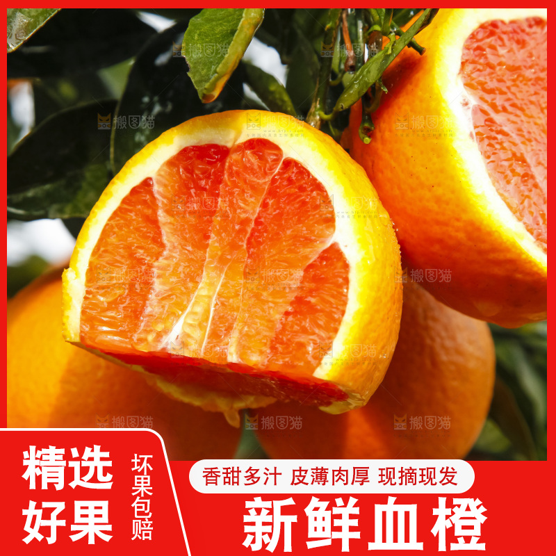 树上的中华红血橙