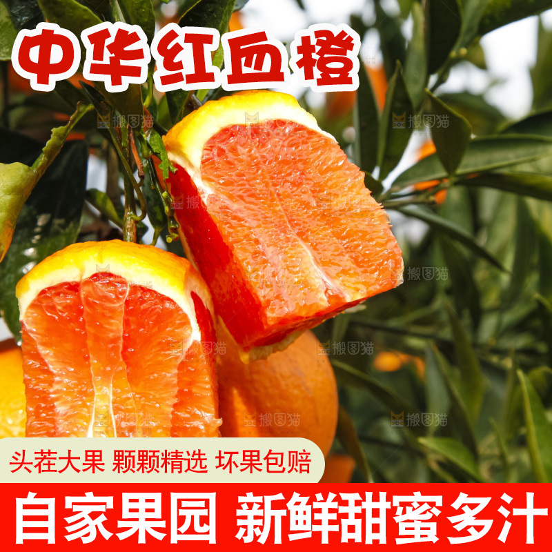 树上的中华红血橙