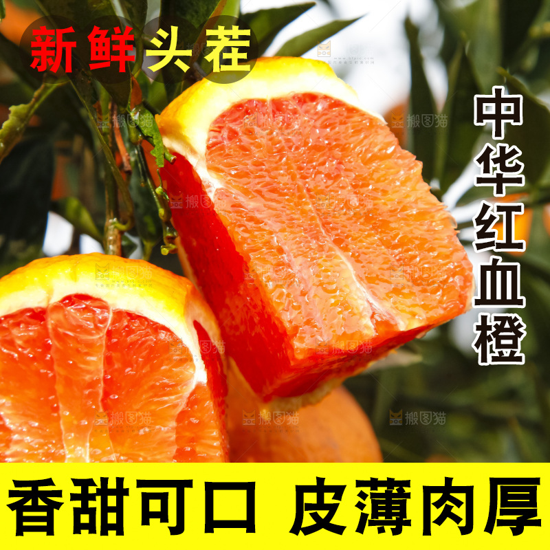 树上的中华红血橙